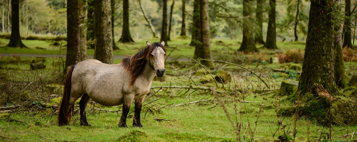 Devon-and-Dartmoor