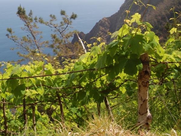 Madeira Wine Private Full Day Tour