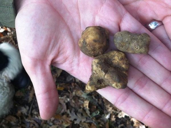 Truffle hunting tour near Florence - Half Day Tour