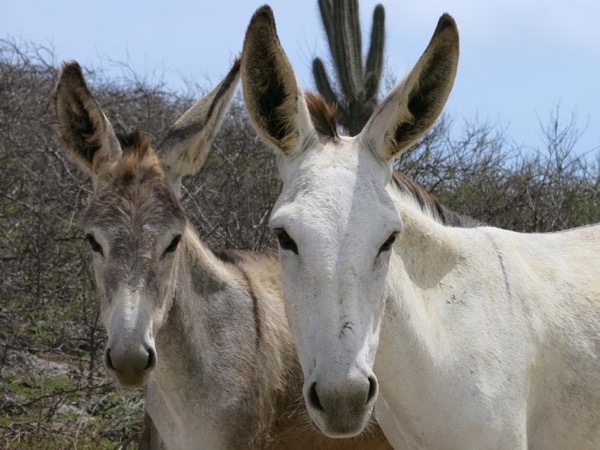 Bonaire Full Island Tour