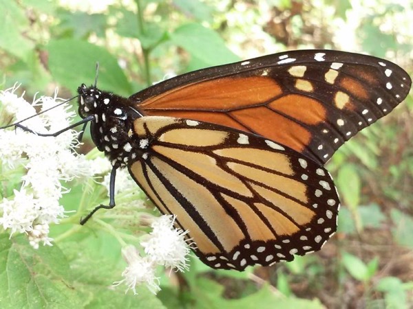 Monarch Butterfly Private Tour 1-3