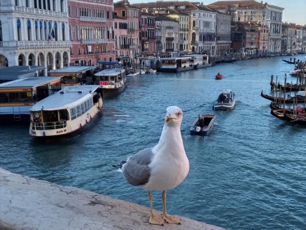 First Time in Venice Walking Tour