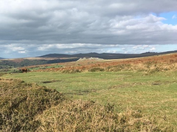 The wilds of Dartmoor from Plymouth: a full-day private driving tour