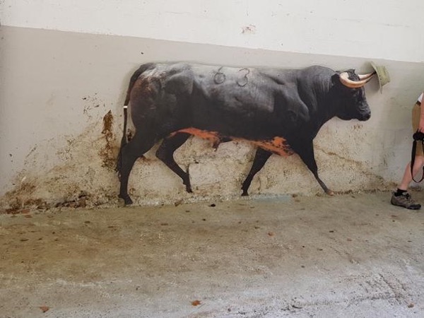 Pamplona walking tour: top attractions and running of the bulls in its streets