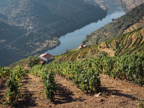 Douro Valley Full Day Tour w/Wine Tasting