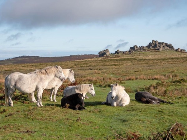 The Ultimate Dartmoor Experience